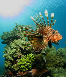 Lionfish displaying spines checking out his reflection in... by Niall Deiraniya 
